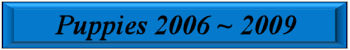 2006PuppyButton.jpg
