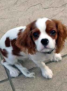 Abbie-2018_08_14.jpg