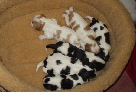 Amber'puppies