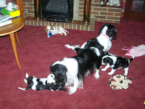 Amber_Lucy_Pups-Puppy_Playtime_2009.jpg