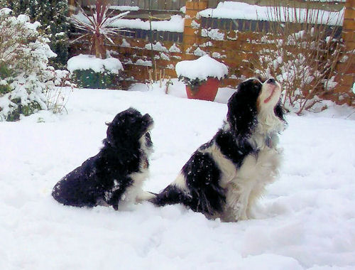 Duchy and Sooty enjoying snow