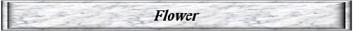 FlowerRainbowButton.jpg