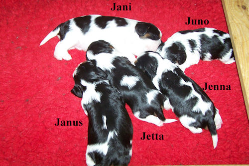 Jani_Juno_Janus_Jetta_Jenna-2013_01_17.jpg
