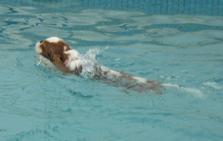 Lola-Swimming.jpg