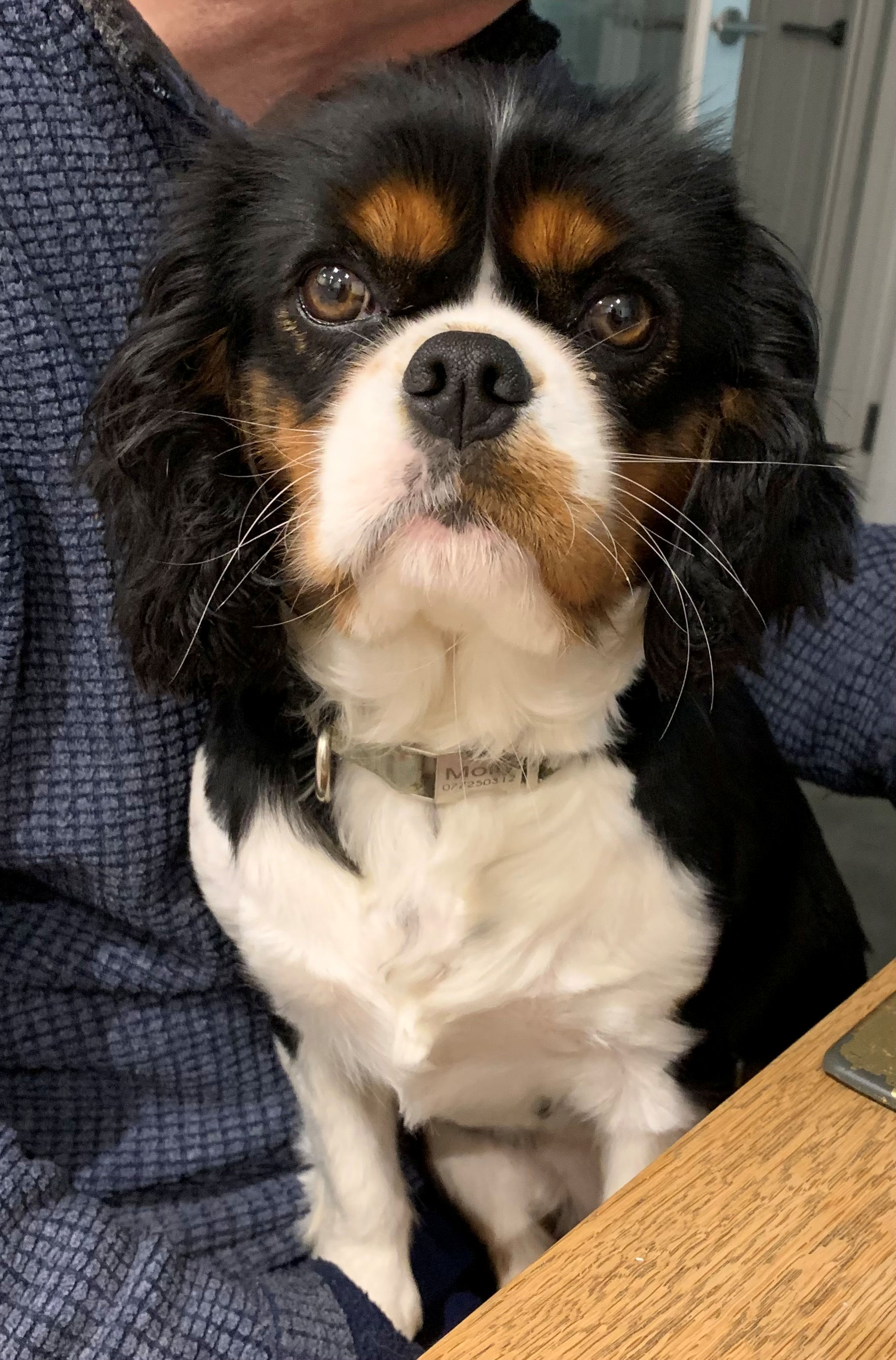 Molly2-2025_04_08.jpg