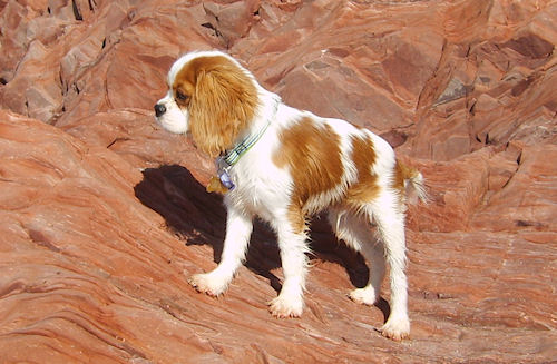 Teddy at the seaside