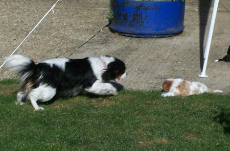 Teddy in garden