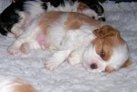 Teddy at 1 month