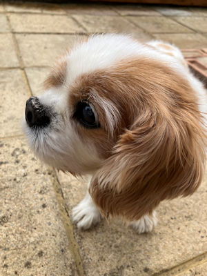 Teddy1-2025_04_21.jpg
