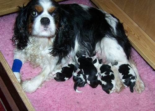 Willow_and_Pups-2013_01_02-3.jpg