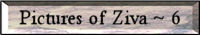 ZivaPics6Button.jpg